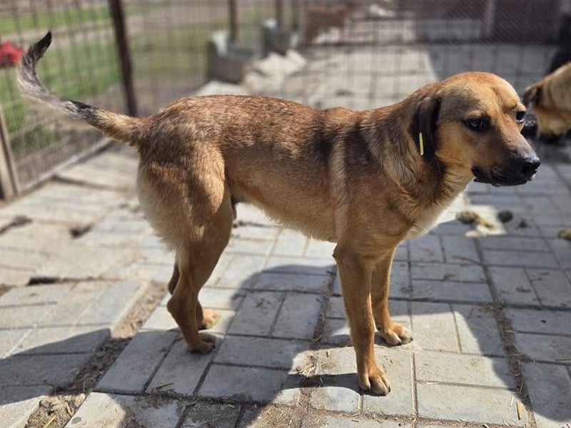 ♥FABIO♥ wunderschöner, aufgeweckter, ganz menschenbezogener Jungspund 49 cm