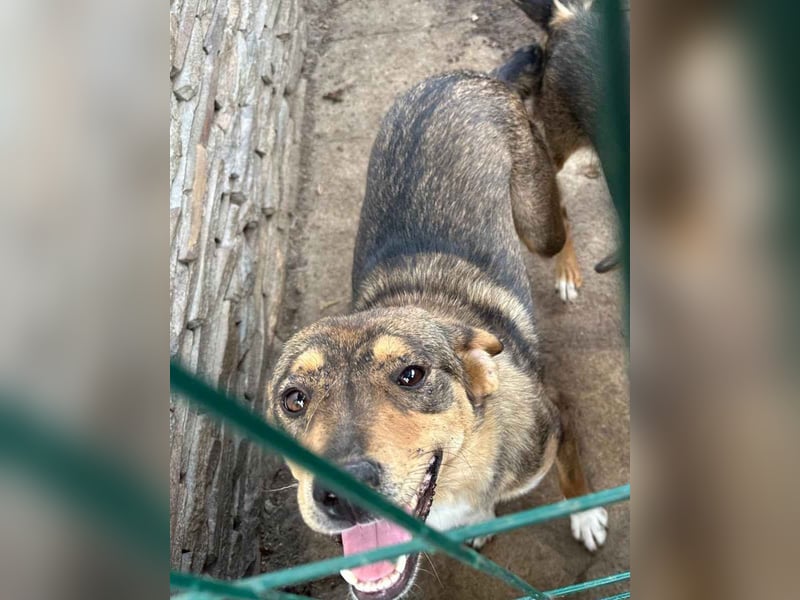 ⭐FARAH⭐, gute gelaunte Hündin, 1,5 Jahre, 50 cm, Mischling, Tierschutz Rumänien