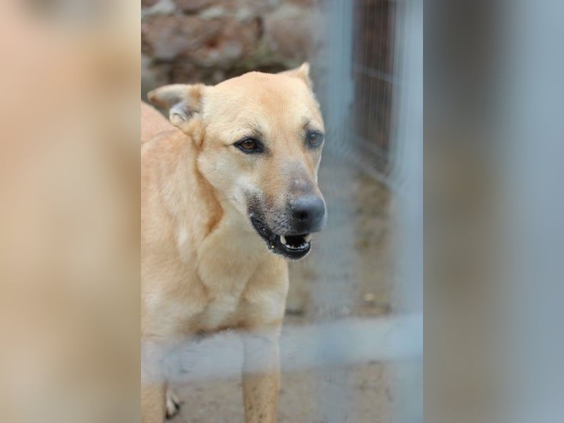 ⭐️PIRA⭐️, sanfte Hündin, 3,5 Jahre, 46 cm, Mischling, Tierschutz Rumänien