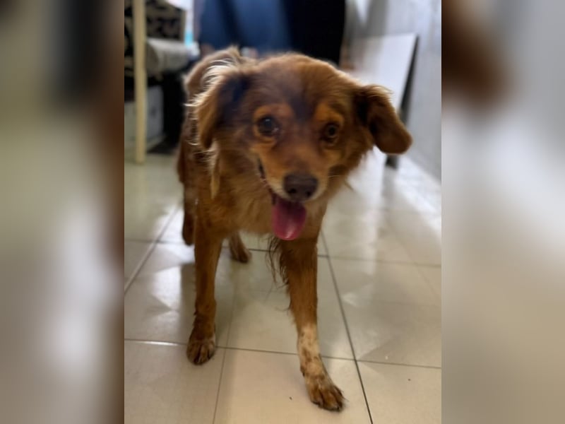 NOTFALL ♥BRUNO♥ hübscher, ruhiger, ganz lieber Hundeopi, der eine Familie hatte 43cm