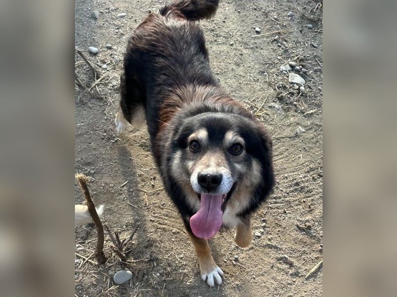 ⭐️SAERO⭐️, idealer Familienhund, Rüde, 4,5 Jahre, 46 cm, Mischling, Tierschutz Rumänien