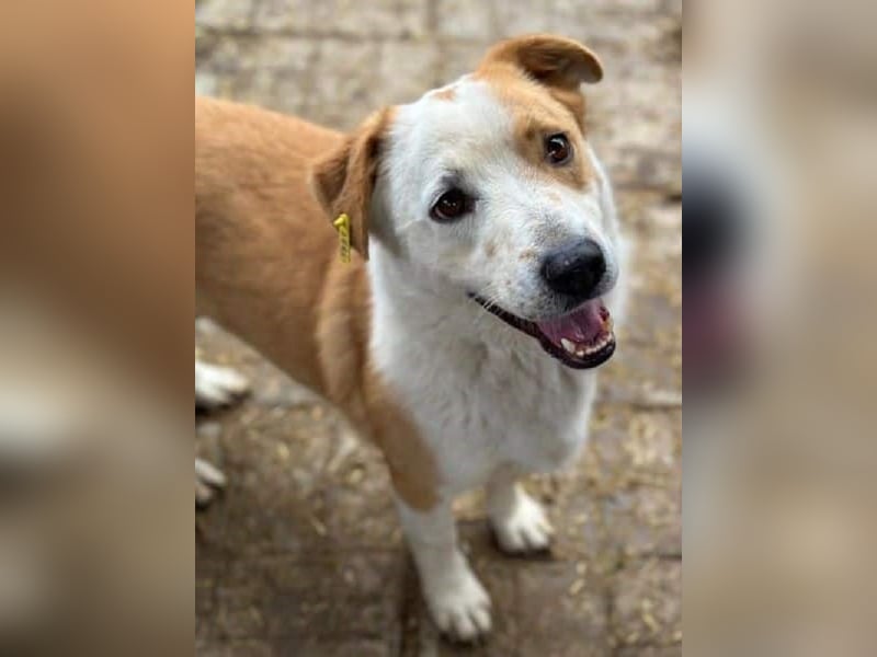 ♥ALAN♥ hübscher, offener, liebe Seele von Hund 45 cm