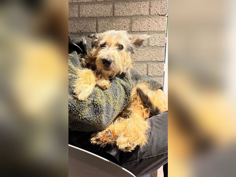 ♥LENI♥ auf Pflegestelle bei Düsseldorf - sehr sanfte, zarte, anhängliche Hündin 48 m