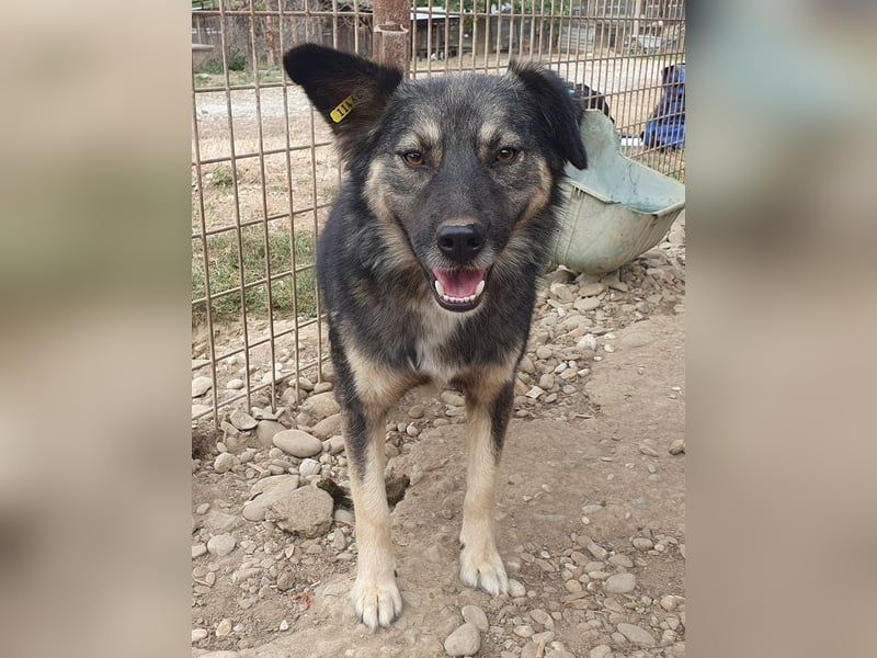 ♥PEARL♥ wunderschöne, liebe, noch unsichere Hündin mit einem Steh- und einem Knickohr 48 cm