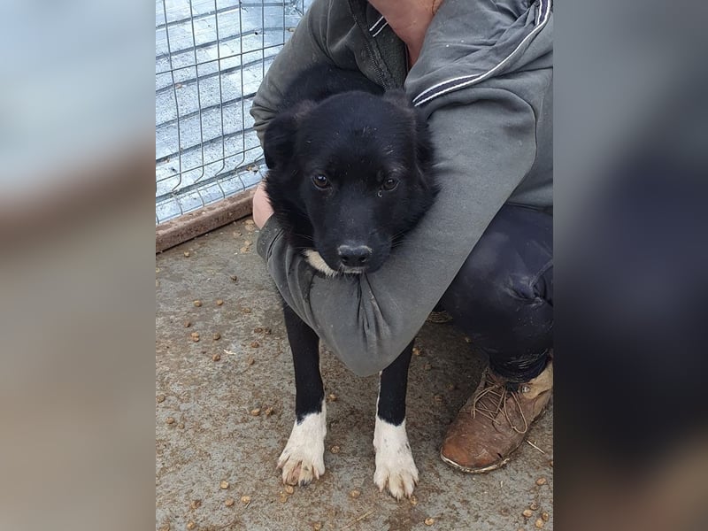 ♥MARVIN♥ zuckersüßer, ganz lieber, im Tierheim völlig verängstigter armer Schatz 48 cm