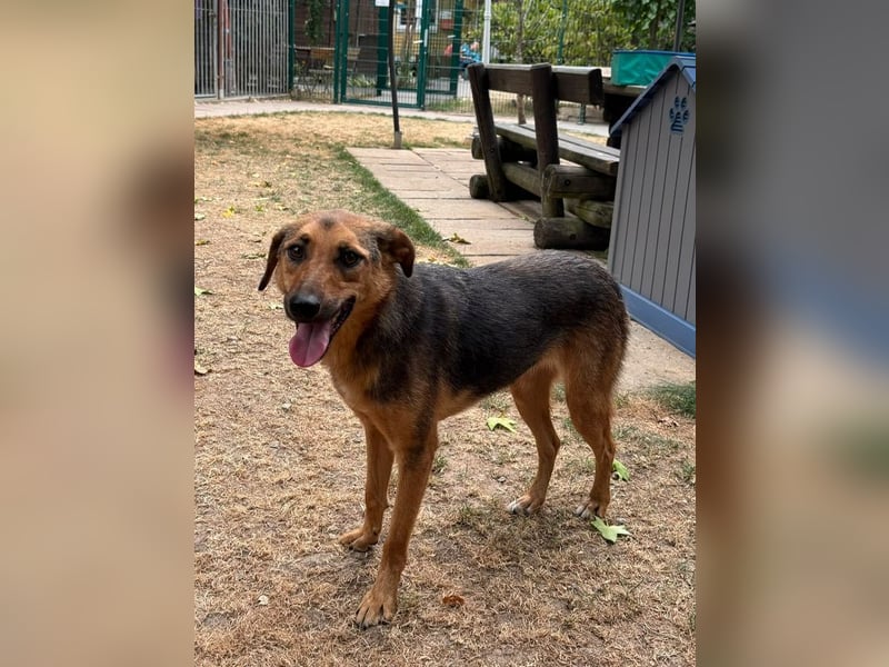 ♥MALAIKA♥ neu auf Pflegestelle in Köln - wunderschöne, ganz liebe, noch etwas unsichere Hündin 50 cm