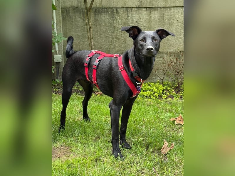 ♥SHADOW♥ verliert sein Zuhause bei Köln - süßer, verschmuster und temperamentvoller Junior 49cm