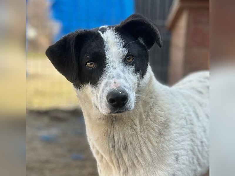 ⭐️SNOW⭐️, Herzensbrecher, Rüde, 1,5 Jahre, 50cm, Mischling, Tierschutz Rumänien