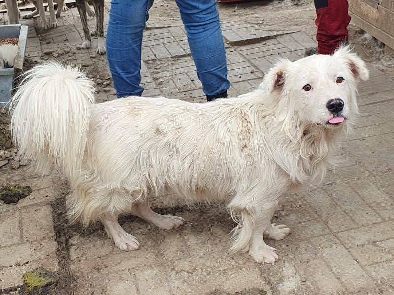 ♥SIRIUS♥ fröhlicher, sehr aufgeschlossener, lebhafter Hundebub mit wunderschönem Langhaar 41 cm