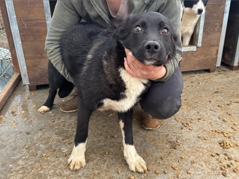 ♥MARVIN♥ zuckersüßer, ganz lieber, im Tierheim völlig verängstigter armer Schatz 48 cm