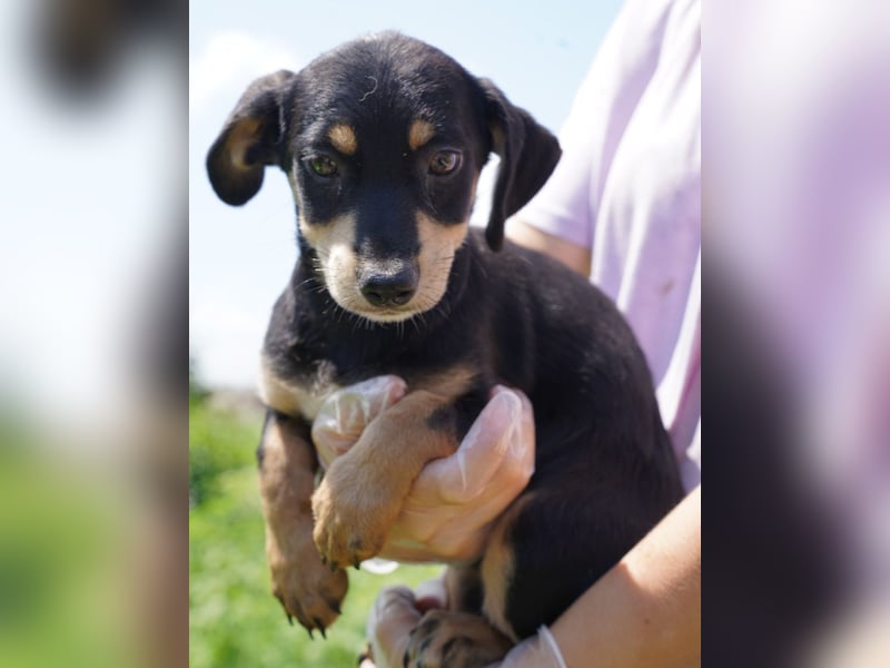 ⭐️Mila⭐️, zum Verlieben, Welpe, Hündin, 3 Monate, 25 cm (im Wachstum), Mischling, Tierschutz Rumänie