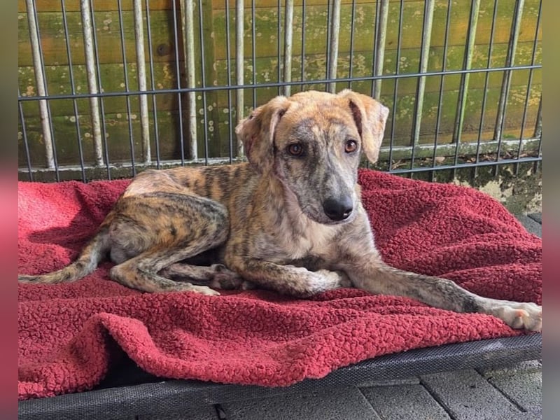 ♥NICKY♥ neu auf Pflegestelle bei Köln - hübsche, verschmuste, viel zu dünne Juniorin 45 cm