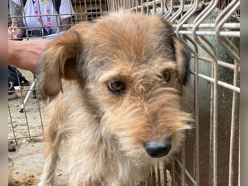 ♥SOUL♥ niedliche, anfangs noch vorsichtige Hündin mit dem zauberhaft getigerten Struppifell 47 cm