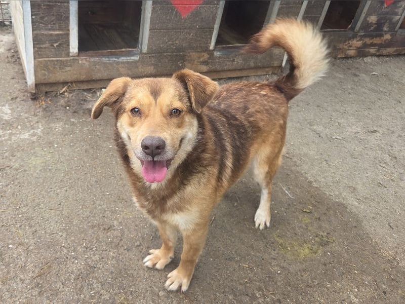 ♥CODY♥ bildhübscher, ganz verschmuster und lieber Rüde, der so die Nähe von Menschen sucht 48cm