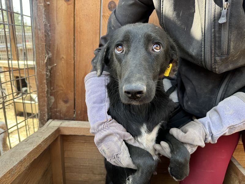 ♥ANICE♥ zarte, liebe, noch unsichere schwarze Schönheit 50 cm - ein trauriges Schicksal