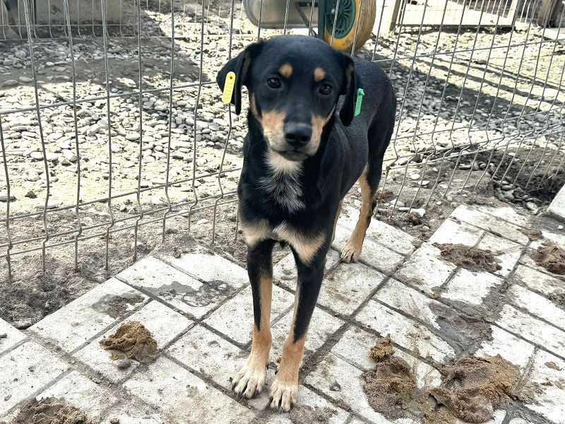 ♥LUBI♥ hübscher, ganz lieber, noch etwas ängstlicher Rüde mit dem süßen Unterbiss 45 cm