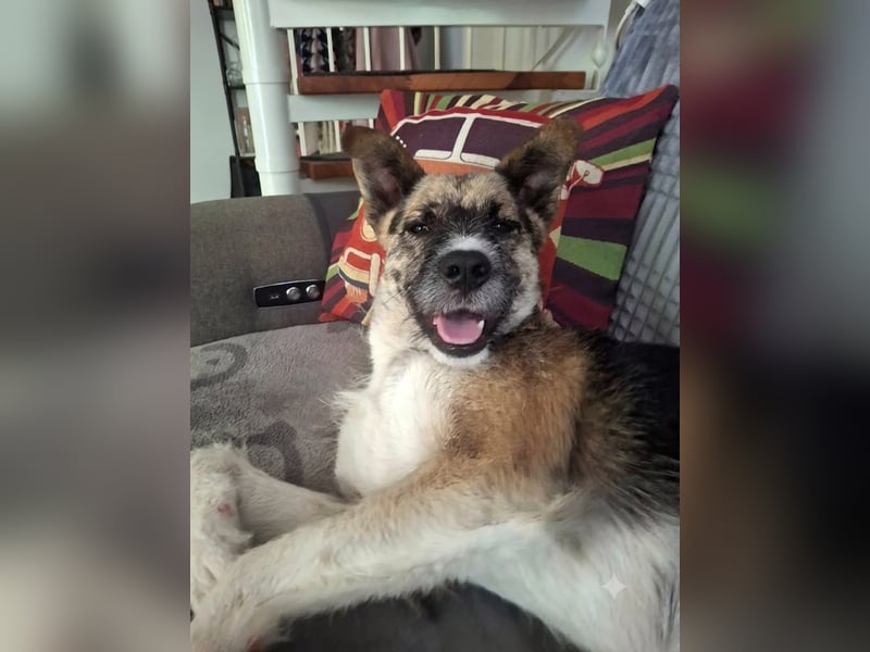 OLIVIA, Traumhündin, 2 Jahre, 50 cm, Pflegestelle 53773, Tierschutz Rumänien