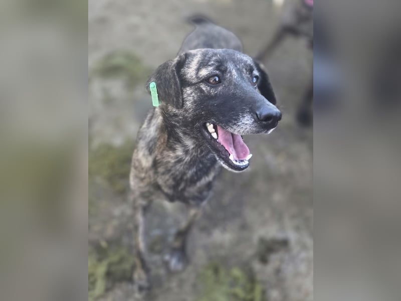 ♥MABLE♥ wunderschöne braun gestromte, ganz liebe, anfangs noch etwas vorsichtige Junghündin 47 cm