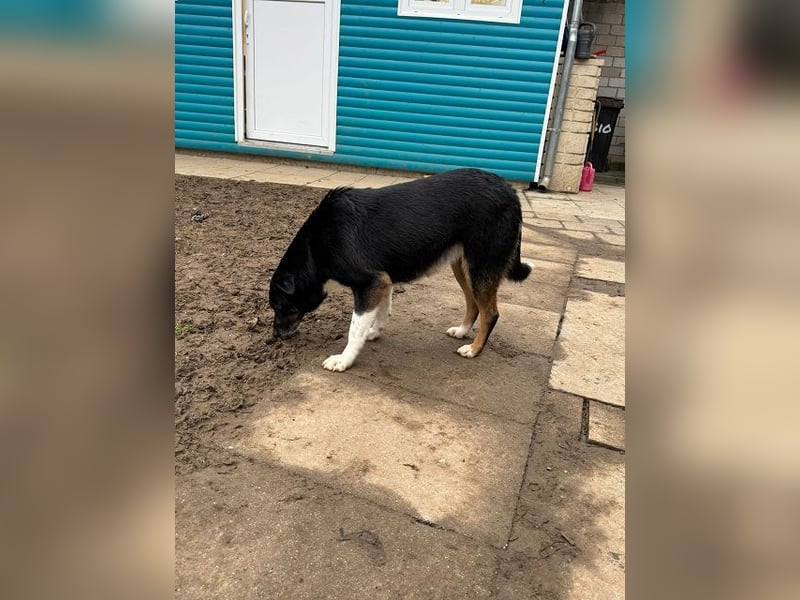 ♥MIMI♥ neu auf Pflegestelle bei Köln - sehr liebe, sanfte, ruhige und verschmuste Hündin 49 cm