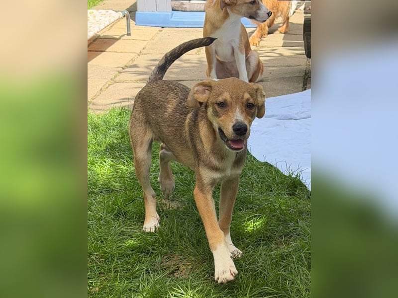 ♥HENRY♥ neu auf Pflegestelle bei Köln - zuckersüßer kleiner Sonnenschein 46 cm (wachsend)