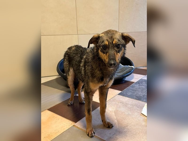 ♥FEE♥ auf Pflegestelle bei Köln - hübsche, ruhige, eher zurückhaltende, unkomplizierte Juniorin 49cm