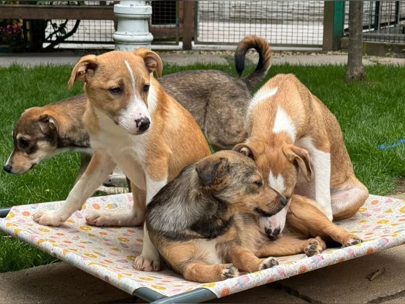 ♥HEINER♥ auf Pflegestelle bei Köln - süßer, ausgeglichener, verspielter Junior 48cm (wachsend)