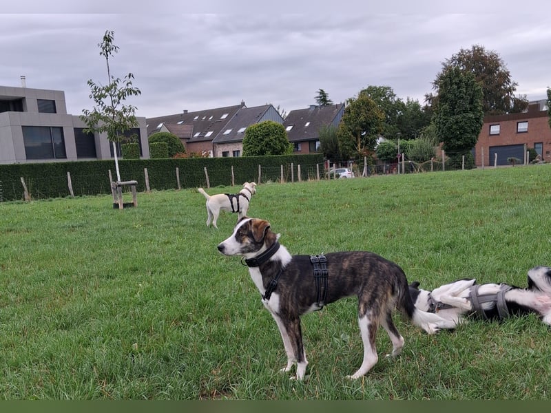 NANE, schüchterne Maus, Pflegestelle Mönchengladbach, 1 Jahr, 43 cm, Tierschutz Rumänien