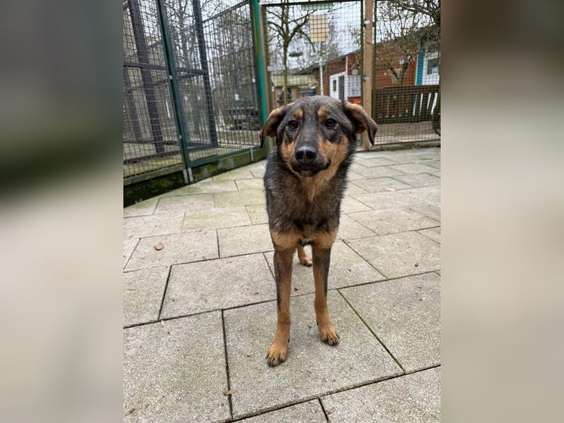 ♥FEE♥ auf Pflegestelle bei Köln - hübsche, ruhige, eher zurückhaltende, unkomplizierte Juniorin 49cm