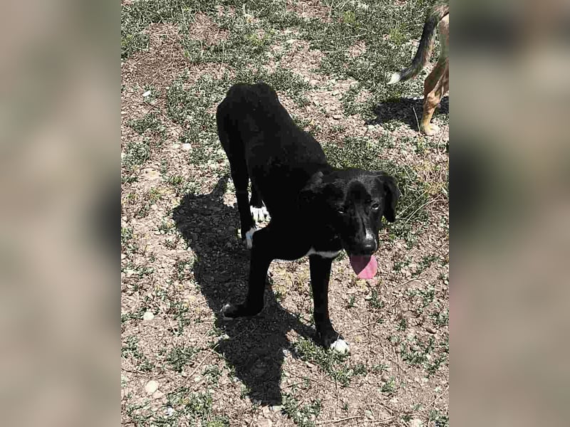 ⭐️PATT⭐️, lieber Hundejunge, 8 Monate, 45 cm, Mischling, Tierschutz Rumänien