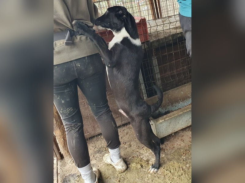 ♥MIRU♥ bezaubernder, lieber, zutraulicher, fröhlicher Jungrüde, der alles richtig machen möchte 47cm