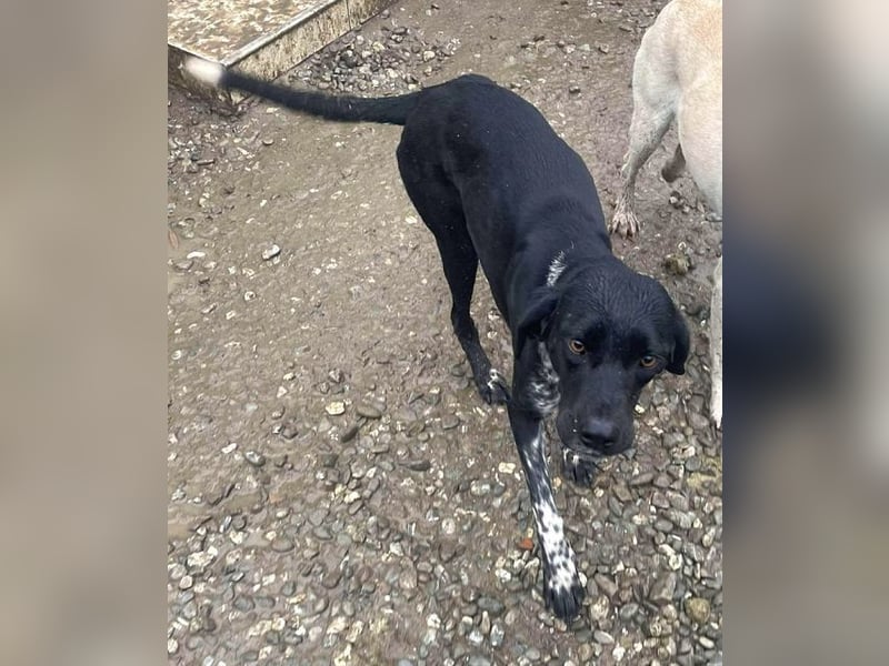 ♥FINNA♥ wunderbare, hübsche, sanfte Juniorin, die völlig entkräftet ins Tierheim kam-wird mittelgroß