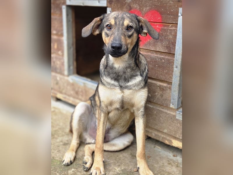 ♥RIO♥ verschmuster, ruhiger, liebevoller und verspielter Jungspund 50 cm