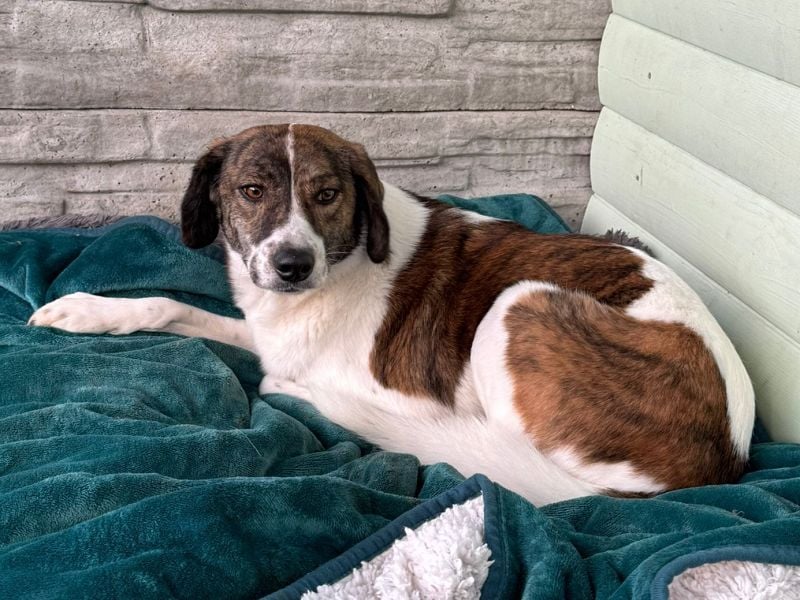 ♥NORA♥ neu auf Pflegestelle bei Köln - hübsche, sanftmütige, sensible Hündin 48 cm