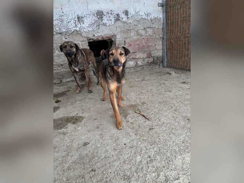 ⭐️ZITA⭐️, treue Seele, Hündin, 4 Jahre, 44 cm, Mischling, Tierschutz Rumänien