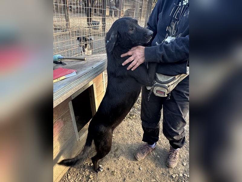 ♥ELENA♥ wunderschöne, aufgeweckte, unkomplizierte Traumhündin 50 cm