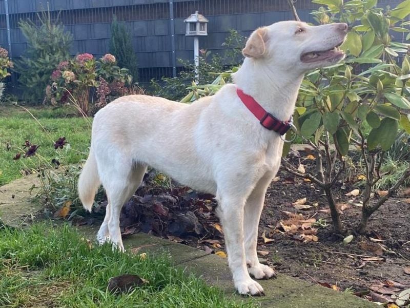 ♥MALEEN♥ auf Pflegestelle bei Duisburg - bildhübsche, süße, sanfte Hündin 47 cm