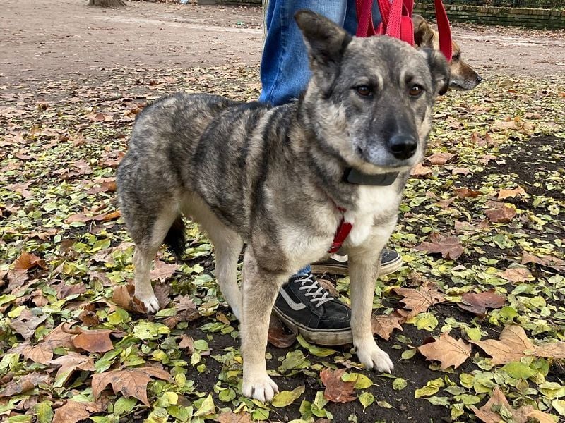 ♥LONKA♥ auf Pflegestelle in Köln - wunderschöne, verschmuste Hündin 42 cm