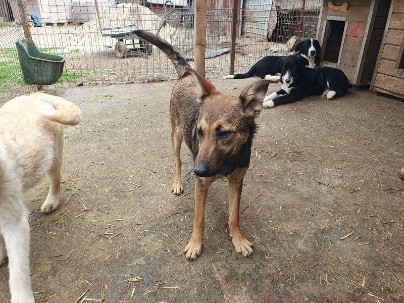 ♥DANA♥ sehr zutrauliche, aktive, schlanke Junghündin, die sich sehr nach Zuneigung sehnt 48 cm