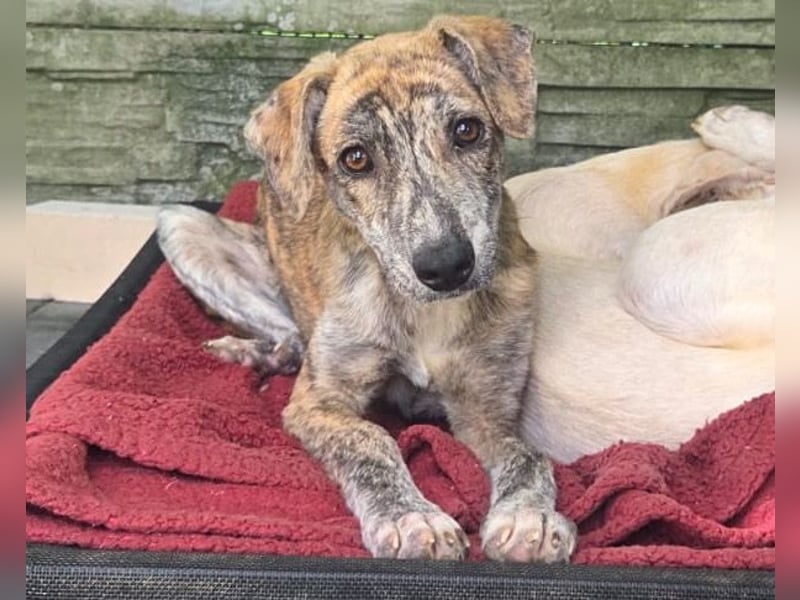 ♥NICKY♥ neu auf Pflegestelle bei Köln - hübsche, verschmuste, viel zu dünne Juniorin 45 cm