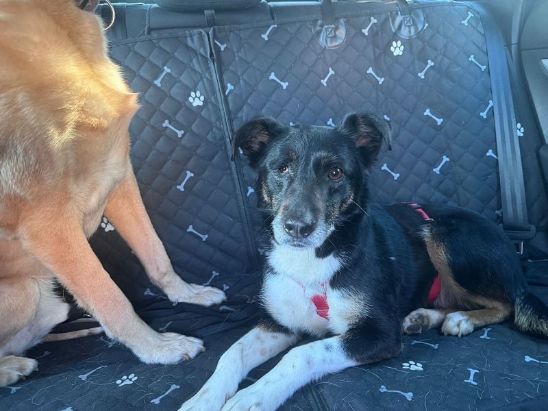 ♥MIMI♥ neu auf Pflegestelle bei Köln - sehr liebe, sanfte, ruhige und verschmuste Hündin 49 cm