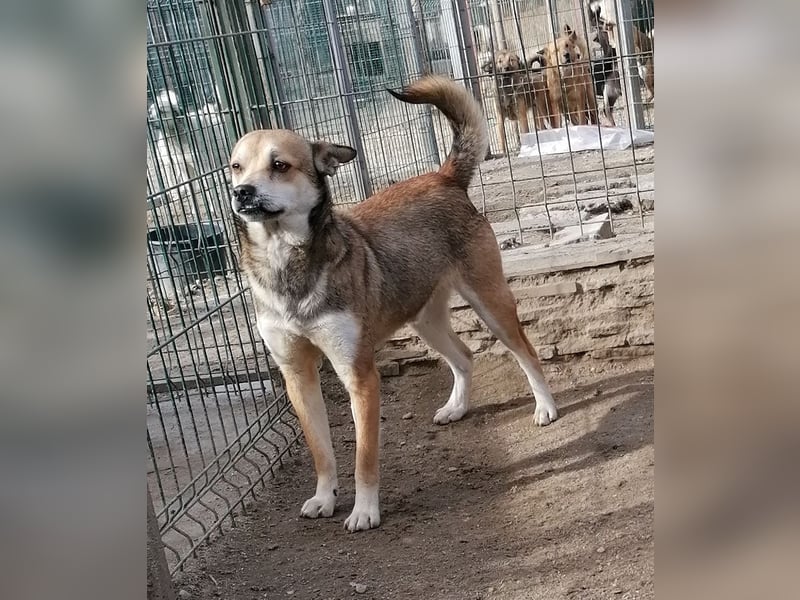 ⭐️KODA⭐️, vorsichtiger Rüde, 4,5 Jahre, 45 cm, Mischling, Tierschutz Rumänien