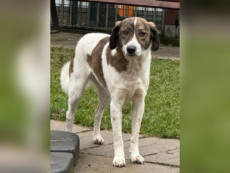 ♥NORA♥ neu auf Pflegestelle bei Köln - hübsche, sanftmütige, sensible Hündin 48 cm