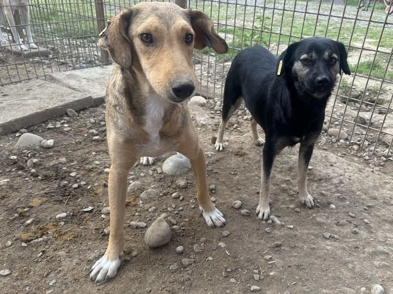 ♥QUERIDO♥ wunderschöner, zarter, etwas zurückhaltender Schatz 49 cm