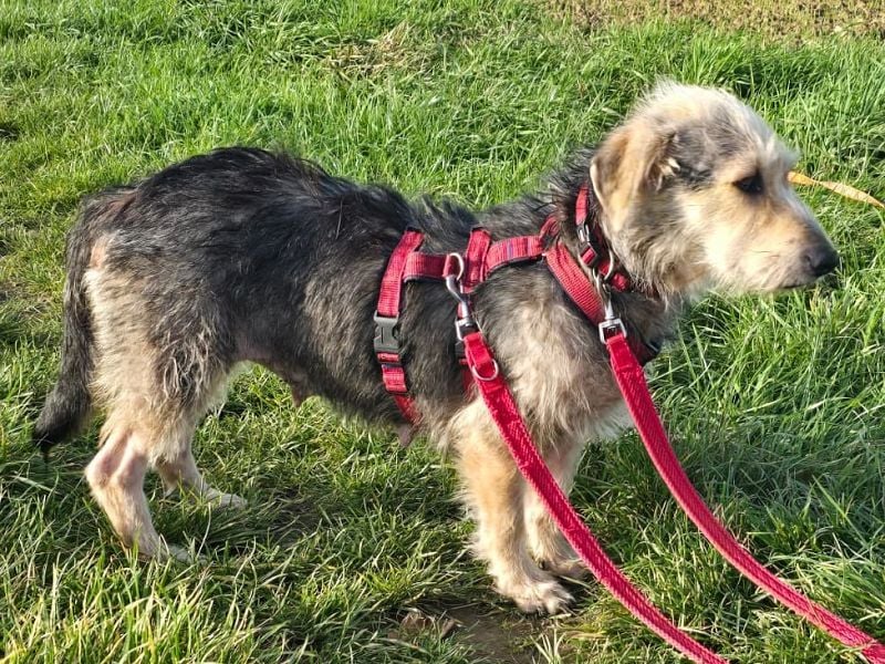 ♥COCO♥ auf Pflegestelle bei Köln - zuckersüße, ganz liebe kleinere Hündin - hat Epilepsie 43 cm