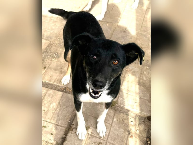 ♥MIMI♥ neu auf Pflegestelle bei Köln - sehr liebe, aufgeschlossene und verschmuste Hündin 49 cm