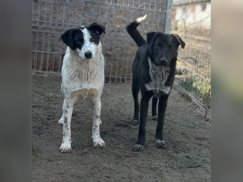 ⭐️SNOW⭐️, Herzensbrecher, Rüde, 1,5 Jahre, 50cm, Mischling, Tierschutz Rumänien