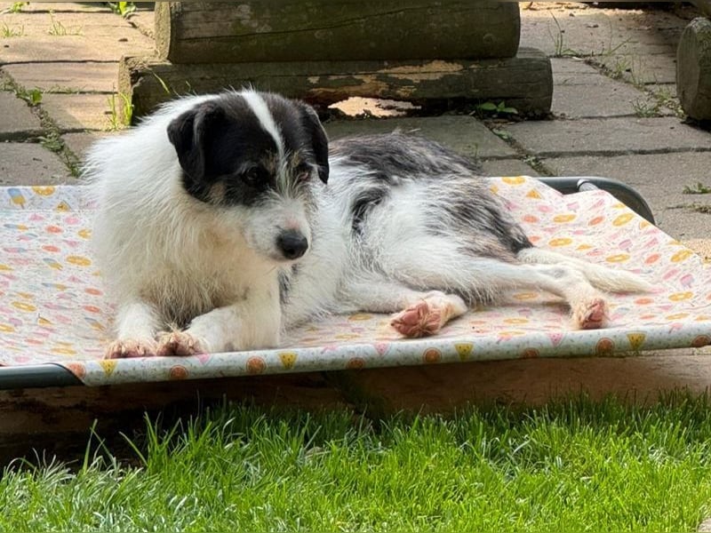 ♥FLORENCE♥ neu auf Pflegestelle in Köln - bezaubernde, anfangs noch vorsichtige Hündin 47 cm