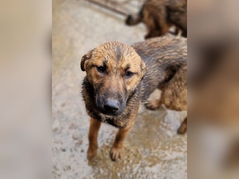 ♥MARIOLA♥ zuckersüße, liebe, noch etwas unsichere Hündin 46 cm