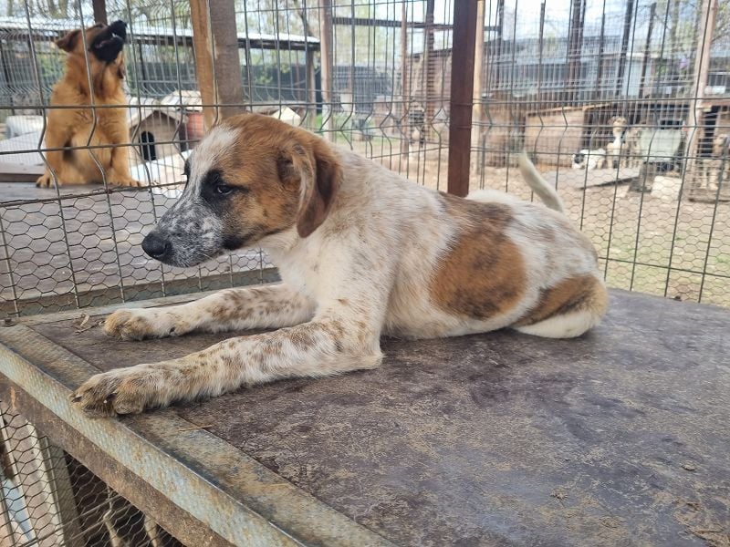 ♥MIRCO♥ wunderschöner tricolor-farbener, aufgeschlossener, verspielter Junior 43 cm (wachsend)