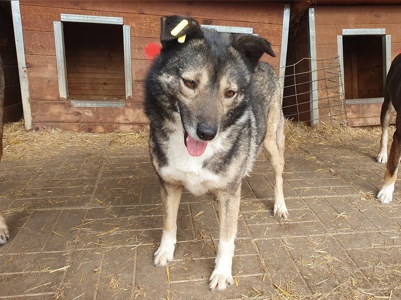 ♥ALINA♥ zauberhafte, verschmuste gute Laune-Hündin 48 cm